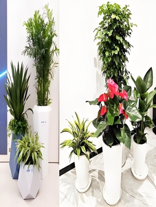 “想找海曙植物租摆服务好的？这家超靠谱！验